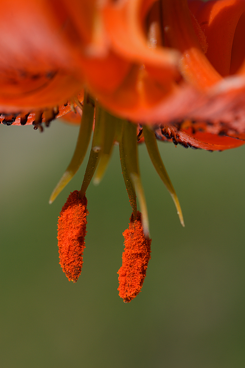 Lilium pomponium / Giglio a fiocco
